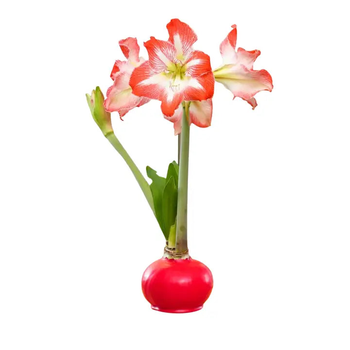 Waxed Amaryllis Bulb- Red